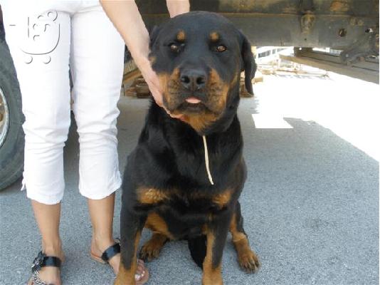PoulaTo: χαρίζεται θηλυκό rottweiler